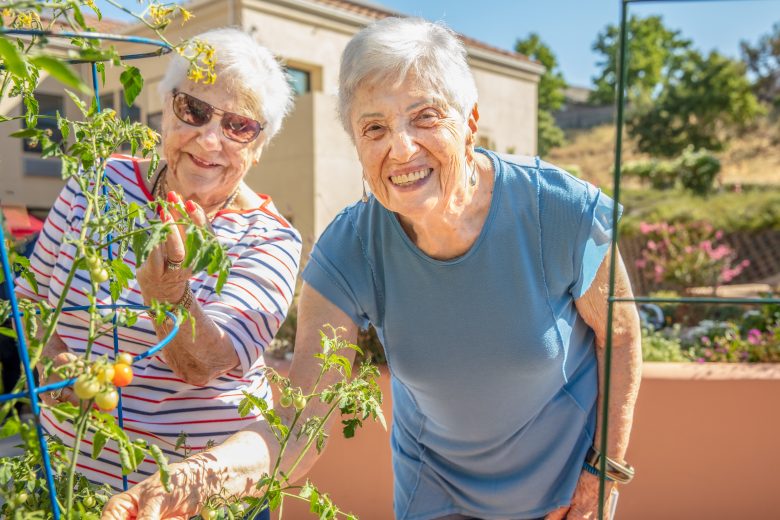 Two elderly women smiling and tending to a tomato plant in an outdoor garden on a sunny day, highlighting the Resident Experience amid lush greenery and buildings in the background.